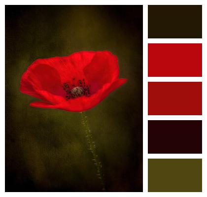 Red Flower Flower Red Poppy Image